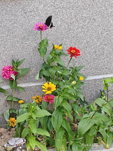 Common Mormon Swallowtail