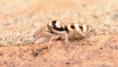 Salticus austinensis