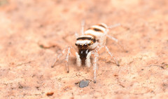 Salticus austinensis