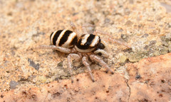 Salticus austinensis