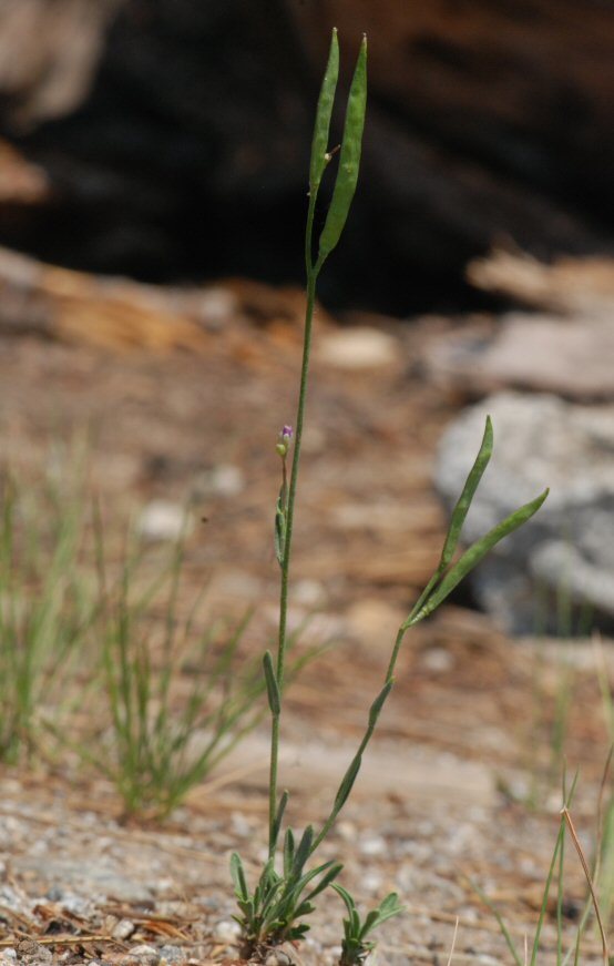 Boechera elkoensis