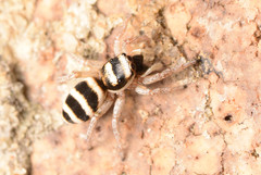 Salticus austinensis