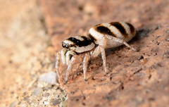 Salticus austinensis