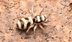 Salticus austinensis