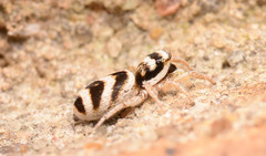 Salticus austinensis