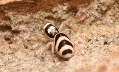 Salticus austinensis