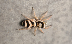 Salticus austinensis