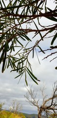 Acacia uncifolia