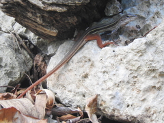 Aspidoscelis angusticeps angusticeps