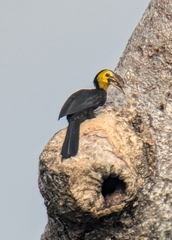 Sulawesi Hornbill photo 3