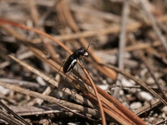 Cicindela abdominalis