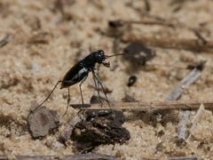 Cicindela abdominalis