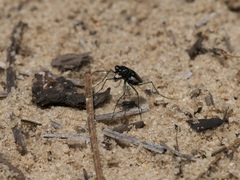 Cicindela abdominalis
