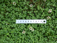 Trifolium repens