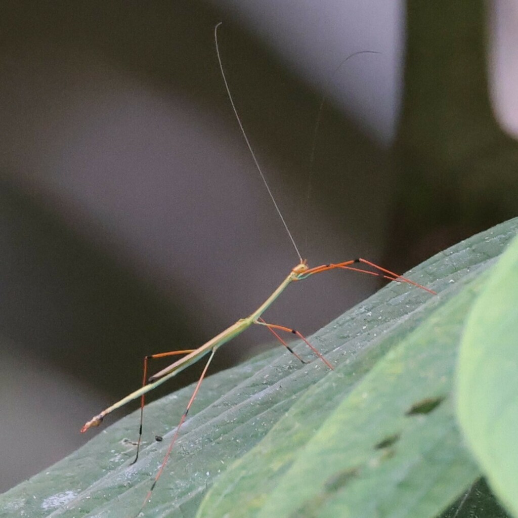 Phantasca poeciloptera