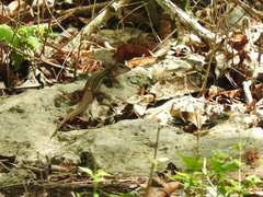 Aspidoscelis angusticeps angusticeps