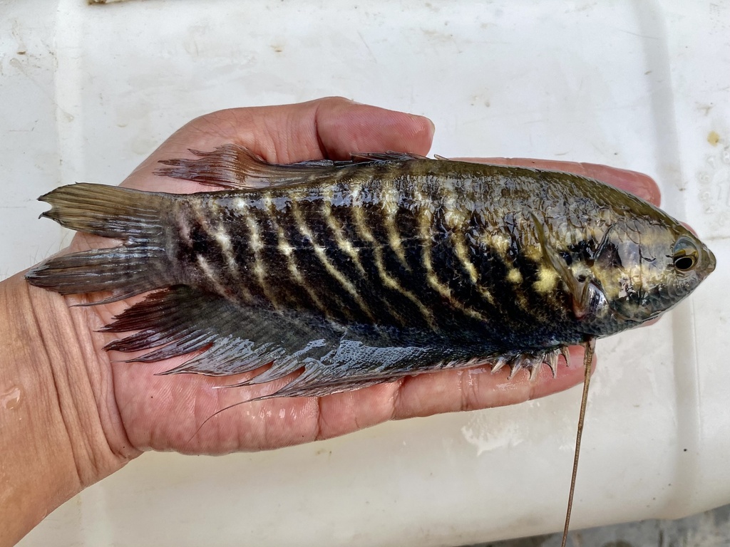 Bubble nest builder (Trichopodus pectoralis) — Osphronemidae