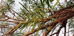 Acacia uncifolia
