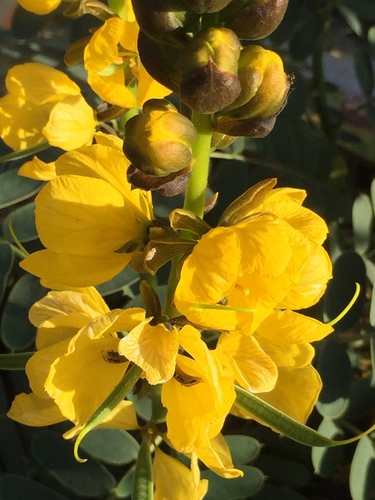 Peanut-Butter Cassia