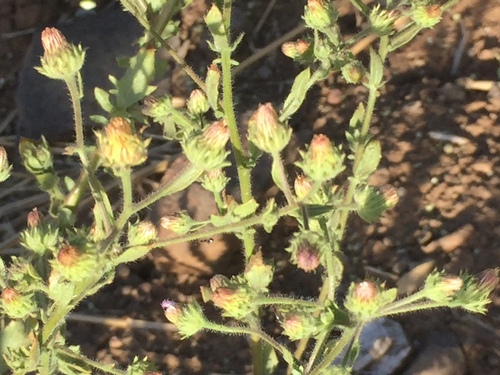 Sticky knob-bush