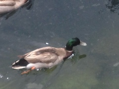Anas platyrhynchos