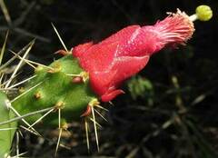 author not stated, no rights reserved Opuntia inaperta, photograph author not stated, no rights reserved