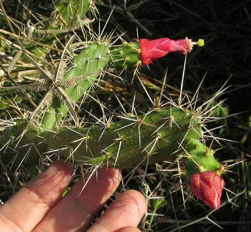 Opuntia inaperta, photograph 6