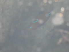 Neoglyphidodon mitratus