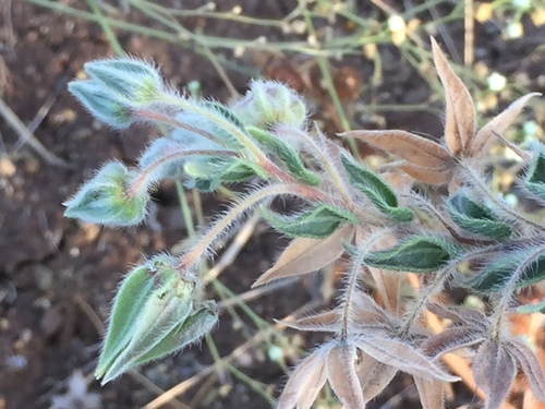 camel bush