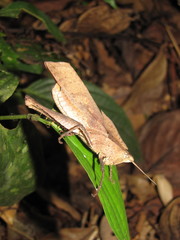 Colpolopha latipennis