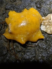 Sclerodoris