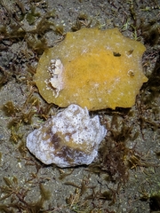 Sclerodoris