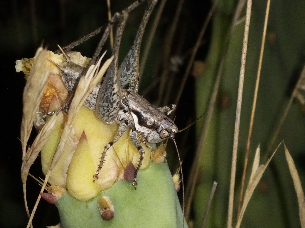 Lesina bush-cricket