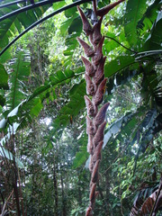 Heliconia vellerigera