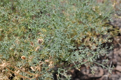 Lomatium papilioniferum