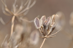 Lomatium papilioniferum