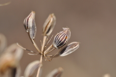 Lomatium papilioniferum