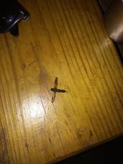 Eriotremex formosanus