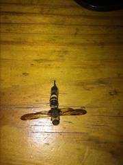 Eriotremex formosanus