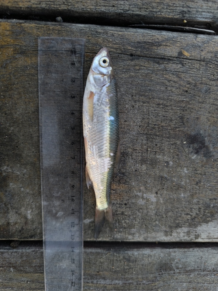Issyk-Kul Dace