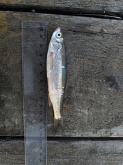 Issyk-Kul Dace photo 1