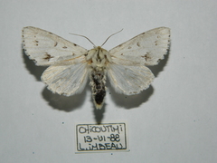 Acronicta vulpina