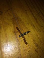 Eriotremex formosanus