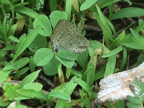 African Grass Blue