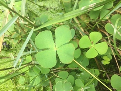 Marsilea minuta