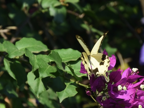 Mocker Swallowtail