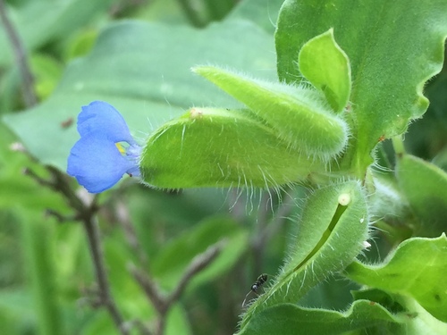 Benghal Dayflower