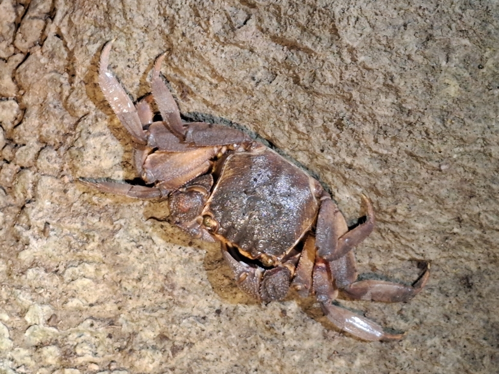 Sesarmops imperator