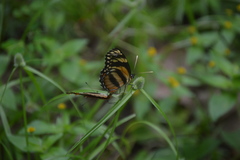 Eresia phillyra phillyra