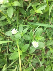 Gomphrenoideae